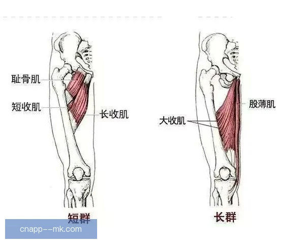 澳网腹股沟拉伤预防，热身激活与滑步控制缺一不可